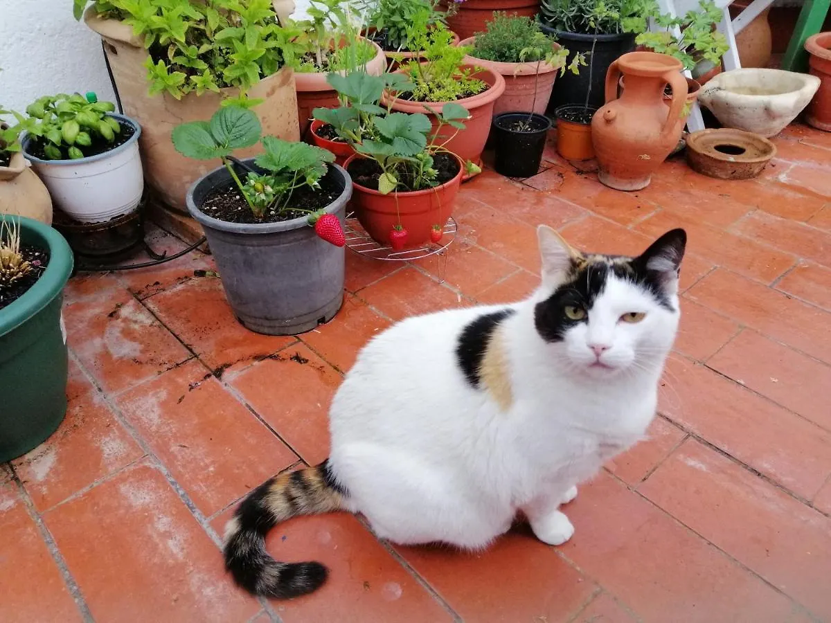 Homestay Lo Flamenc @Amposta Apartment